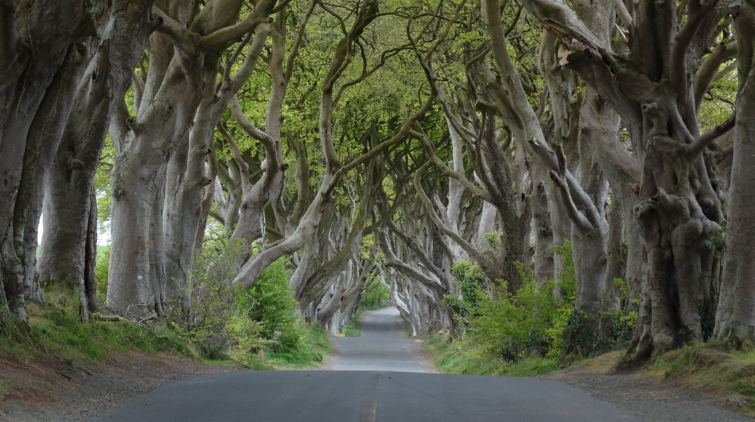 Καταστρέφεται το Dark Hedges, η σήραγγα από οξιές που χρησιμοποιήθηκε στο Game of Thrones