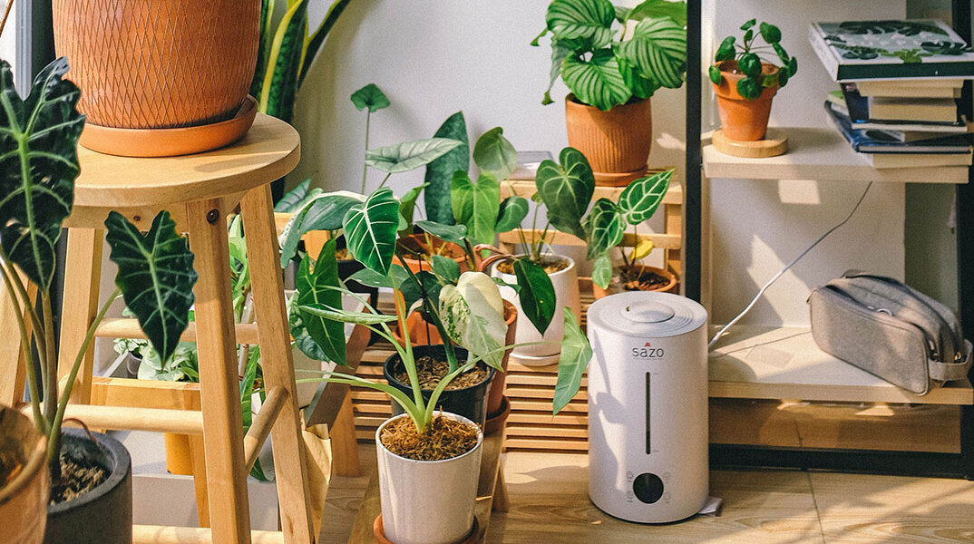 Φυτά εσωτερικού χώρου