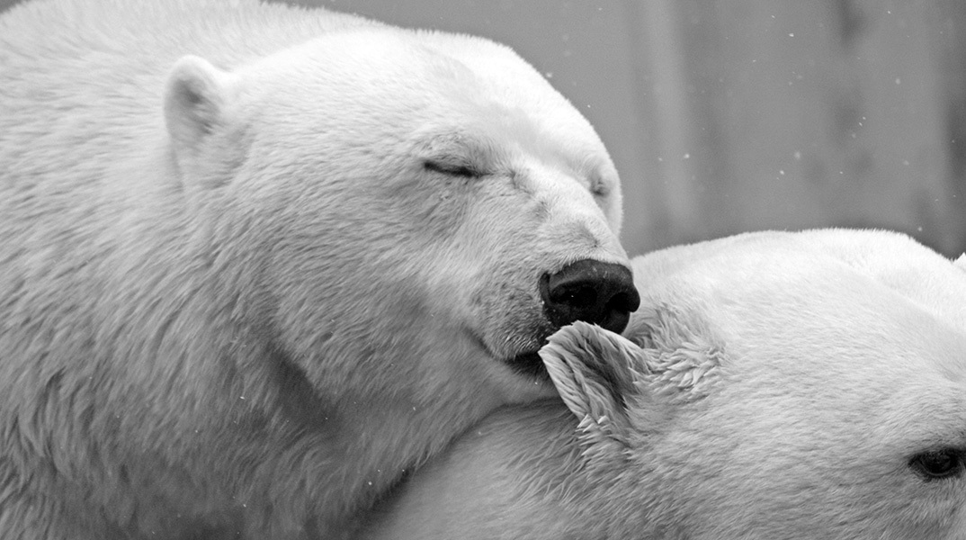 10 fun facts για τα ζώα