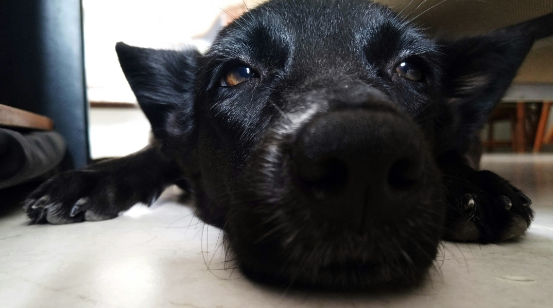 Τι είναι το «Σύνδρομο του Μαύρου Σκύλου και Γάτας» 