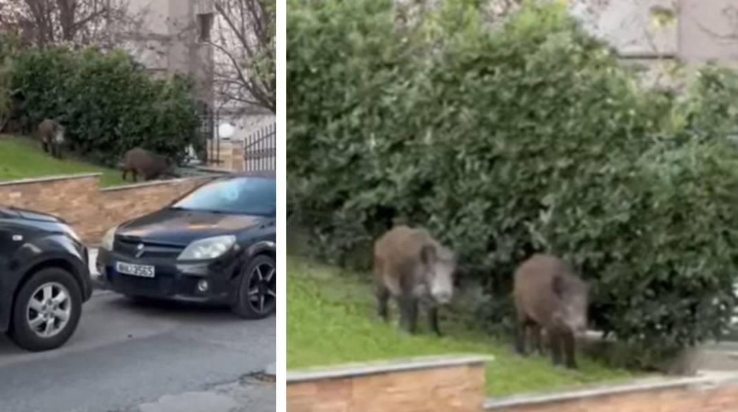 Θεσσαλονίκη: Αγριογούρουνα έκαναν την εμφάνισή τους σε κατοικημένη περιοχή στην Καλαμαριά και στη Χαριλάου - Αναζητούν τροφή - Οι συστάσεις του δημάρχου.
