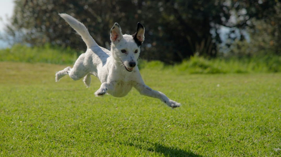 Τι «κρύβει» η ουρά του σκύλου μας;