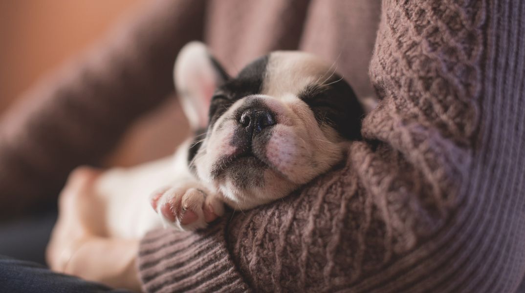 Δημήτρης Παπαστεργίου: «Έρχεται ψηφιακή πλατφόρμα για τα ζώα συντροφιάς» - Σε λίγες μέρες ξεκινάει ο ψηφιακός βοηθός του gov.gr.