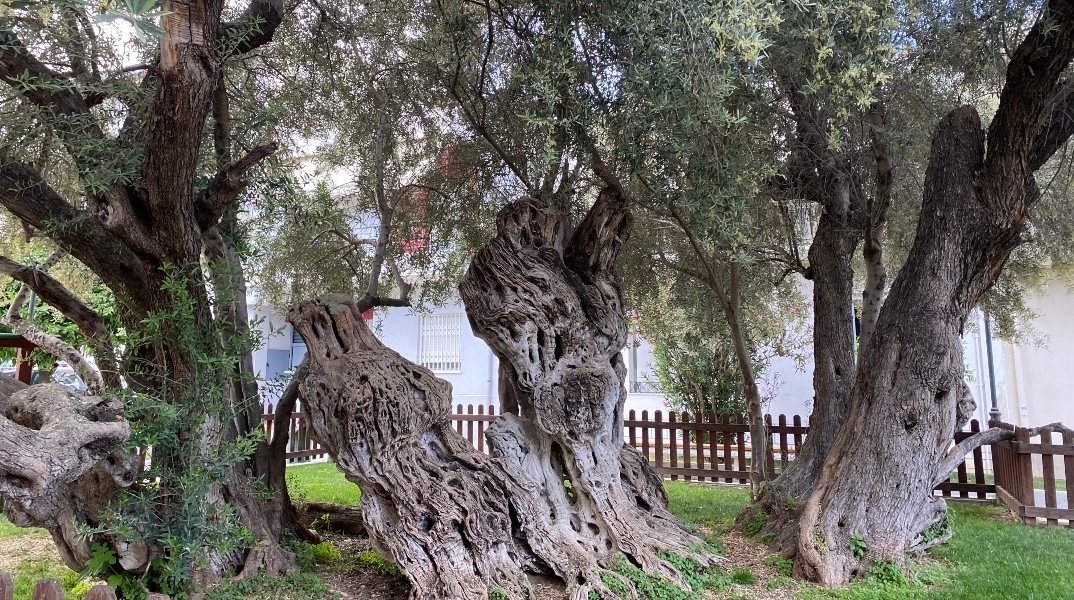 Σε ποιά περιοχή της Αθήνας βρίσκεται η Ελιά του Πεισίστρατου;