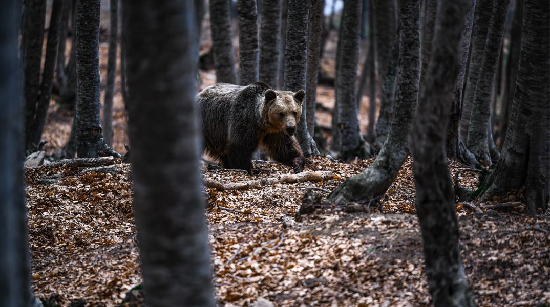 Δυτική Μακεδονία: Δολοφόνησαν αρκούδα και τα δυο της αρκουδάκια - Τι καταγγέλλει η περιβαλλοντική οργάνωση «Αρκτούρος».