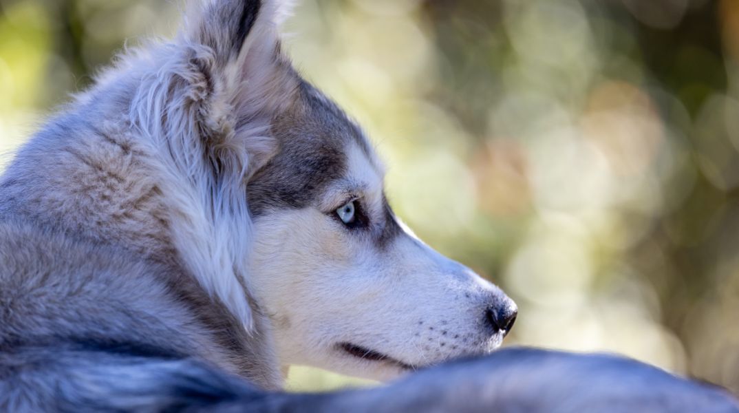 Αράχωβα: Εισαγγελική παρέμβαση για τον άγριο βασανισμό σκύλου ράτσας χάσκι που κακοποιήθηκε μέχρι θανάτου - Μαρτυρικές στιγμές έζησε το άτυχο ζώο. 