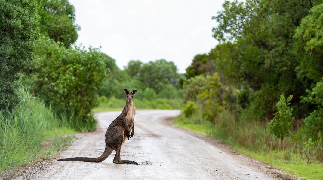 Καναδάς: Καγκουρό γρονθοκόπησε τον αστυνομικό που το «συνέλαβε» 