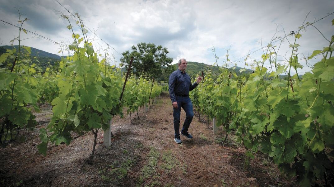 Winery Monsieur Nicolas: