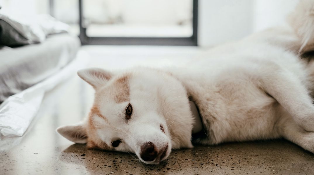 Αράχωβα: Υπάρχει φωτογραφικό υλικό που δείχνει τον Όλιβερ δίπλα-δίπλα με κάποιον άνθρωπο