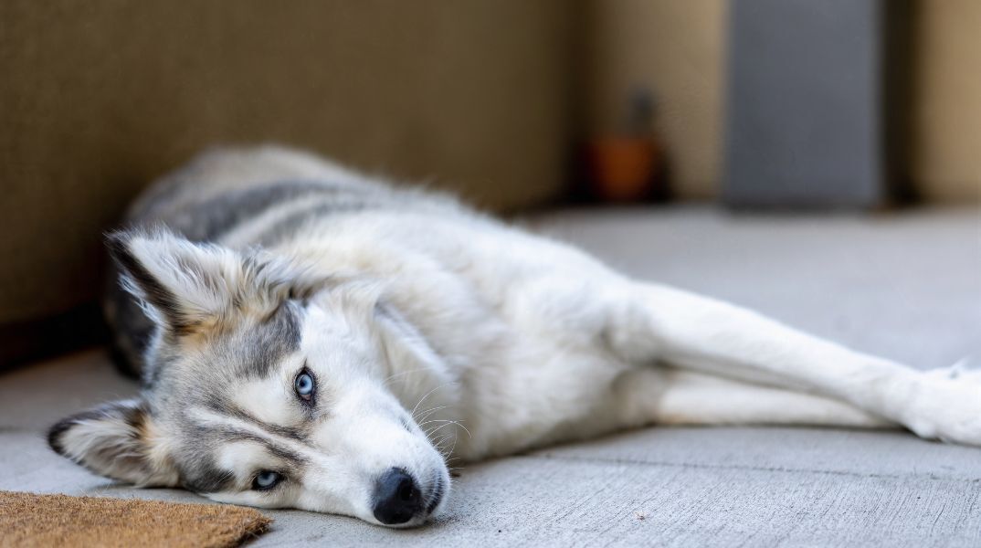 Αράχωβα: Ξεχειλίζει η οργή για το νεκρό χάσκι 