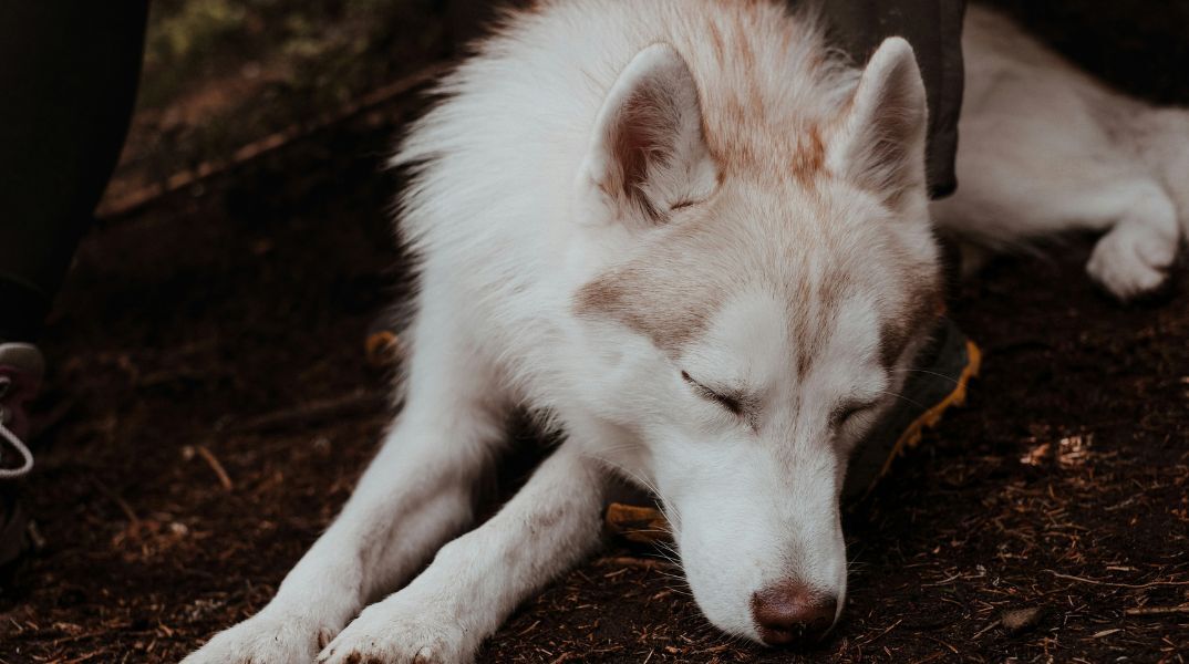 Υπόθεση Όλιβερ στην Αράχωβα: Βγήκε το πόρισμα για τον θάνατό του