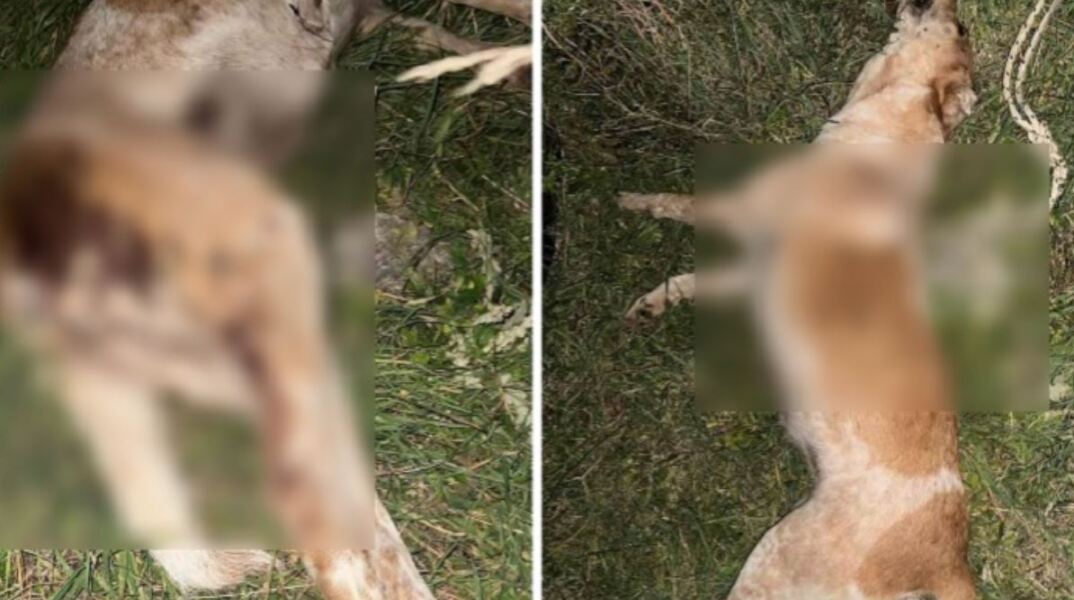 Πυροβόλησαν και σκότωσαν την μικρή Μπέλα στον Βόλο - Την έσυραν και την παράτησαν σε χωράφι