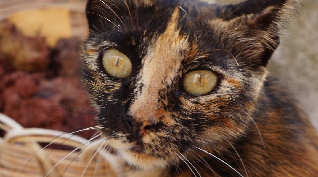 Κατανοήστε τα μάτια της γάτας σας: Παράθυρο στα συναισθήματά της