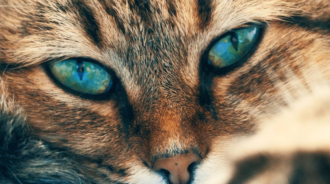 Πώς θα καταλάβεις αν η γάτα σου έχει οφθαλμολογικά προβλήματα