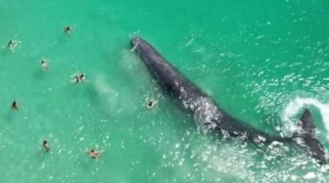 Φάλαινα βρέθηκε «επικίνδυνα κοντά» σε ακτή στην Αυστραλία - Δείτε βίντεο