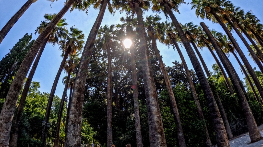 Ο ήλιος κρυμμένος πίσω από τους φοίνικες στον Εθνικό Κήπο