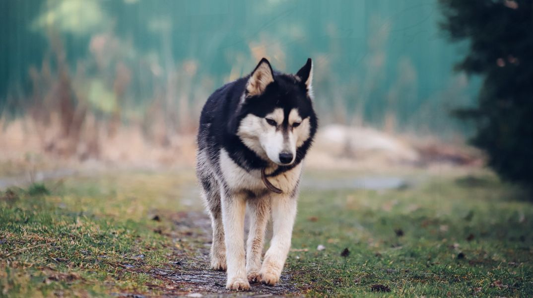 Τα νέα σενάρια για τον θάνατο του χάσκι στην Αράχωβα