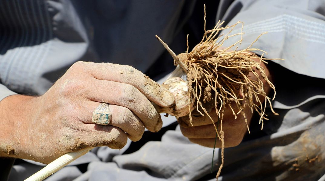 Η Μιανμάρ είναι πλέον η μεγαλύτερη πηγή οπίου στον κόσμο, αναφέρει ο ΟΗΕ - Ξεπέρασε το Αφγανιστάν - Οι διαδρομές του οργανωμένου εγκλήματος στη χώρα.