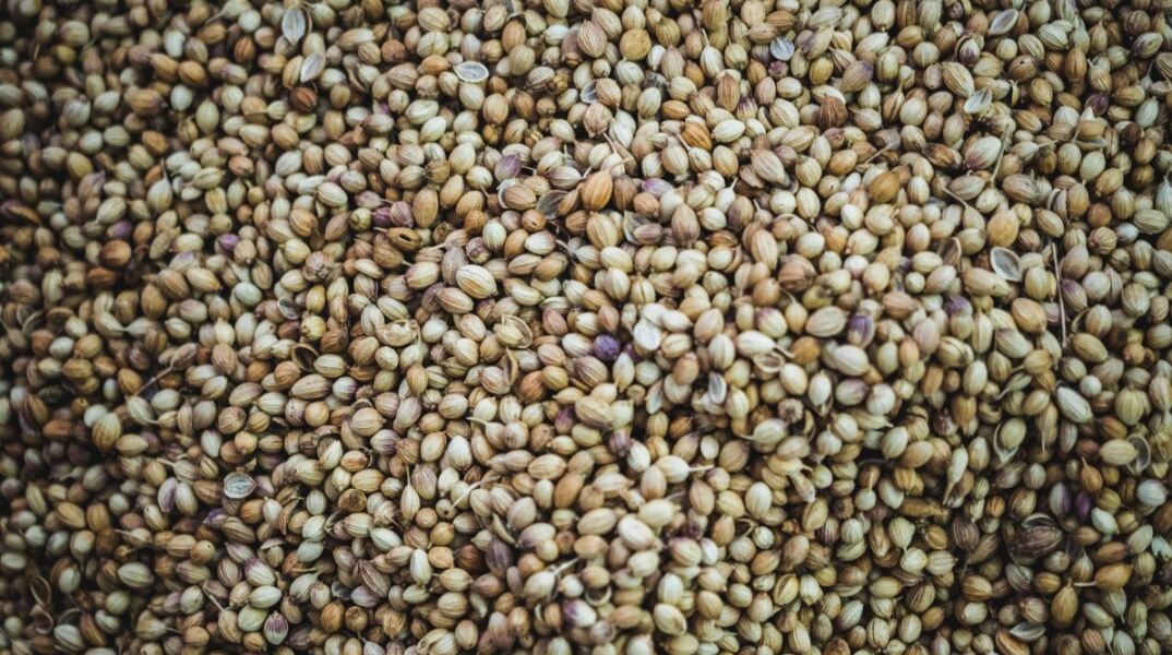 Σπόροι τσία