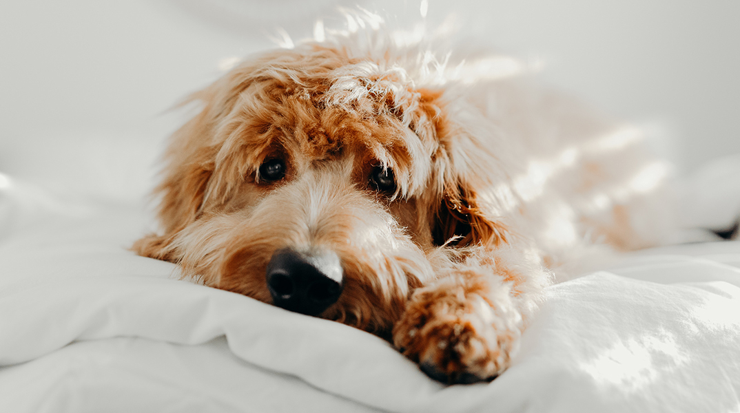 Τι είναι το Σύνδρομο του Cushing