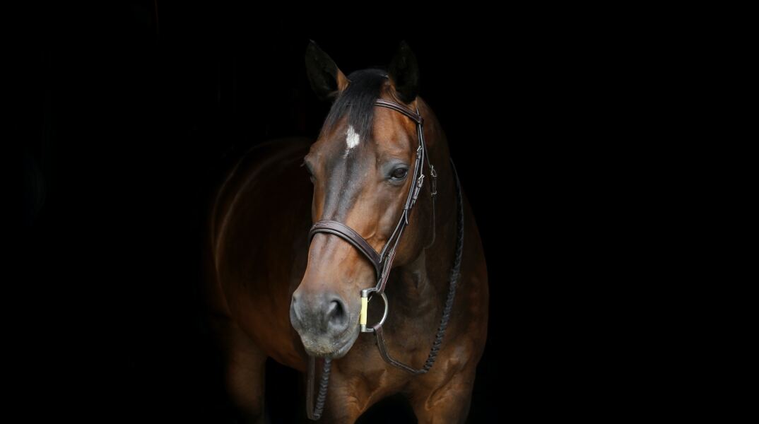 Νεκρό άλογο σε πάρκο στον Τύρναβο - Ήταν δεμένο με αλυσίδα σε κολώνα της ΔΕΗ