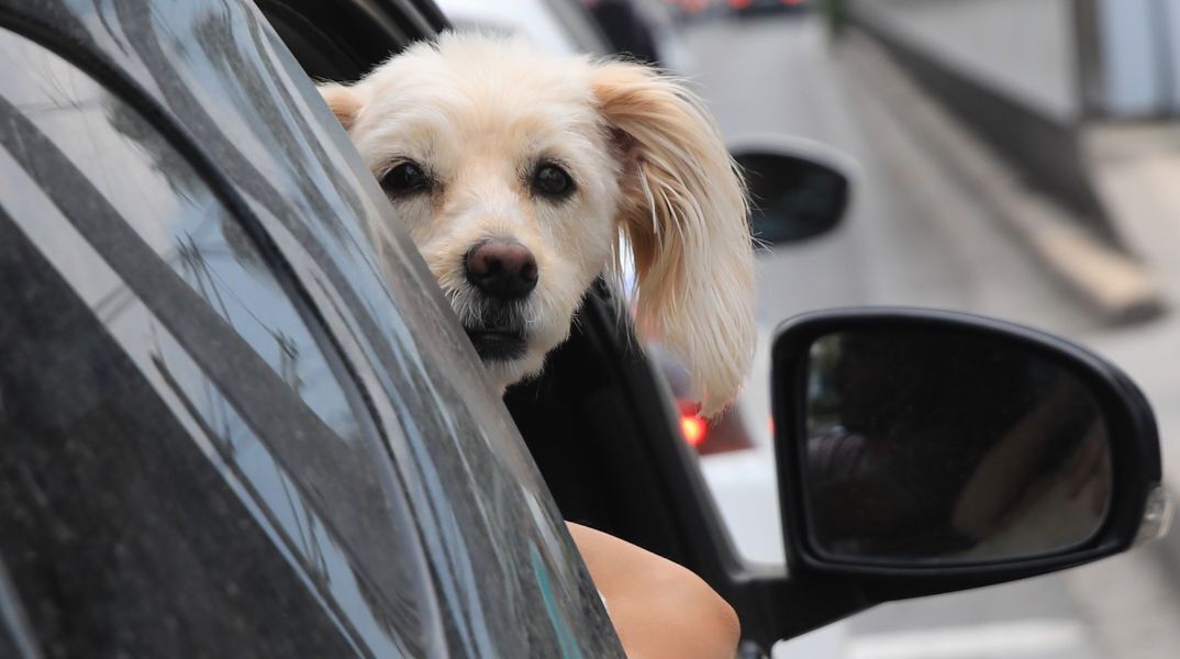 Εθνικό Μητρώο Ζώων Συντροφιάς: Σε λειτουργία η πλατφόρμα pet.gov.gr - Τι περιλαμβάνουν οι νέες ψηφιακές υπηρεσίες - Πώς γίνεται η πρόσβαση.