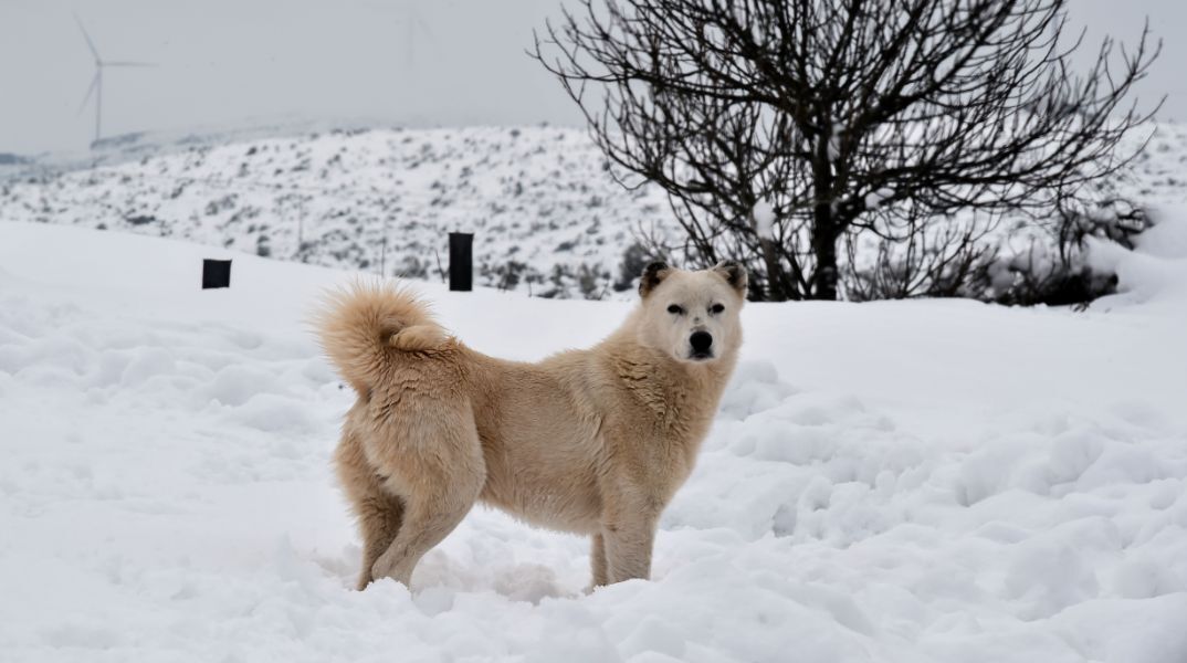 Meteo: Ποια ήταν η πιο «λευκή» χριστουγεννιάτικη χρονιά στην Ελλάδα - Βάση των δεδομένων αριθμητικού μοντέλου της ευρωπαϊκής υπηρεσίας Copernicus από το 1991.