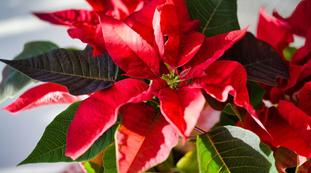 Αλεξανδρινό, το λουλούδι των Χριστουγέννων για όσους γιορτάζουν σήμερα 29 Δεκεμβρίου