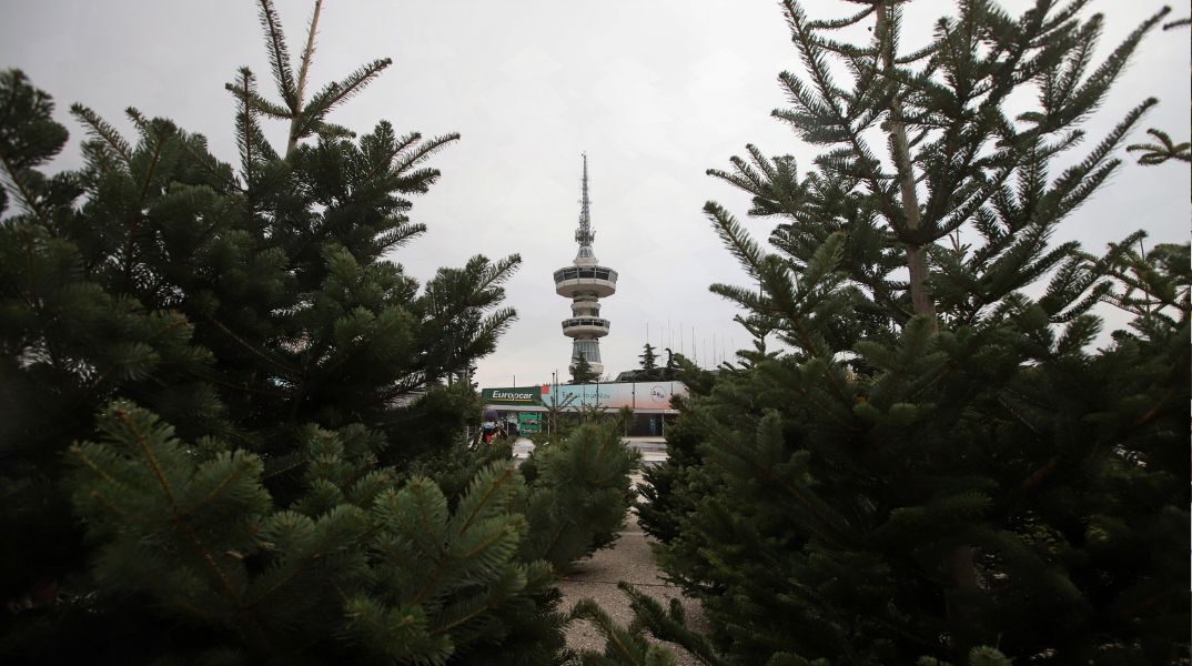 Την περσινή χρονιά 5.000 χριστουγεννιάτικα δέντρα ανακυκλώθηκαν μέσω αυτής της προσπάθειας