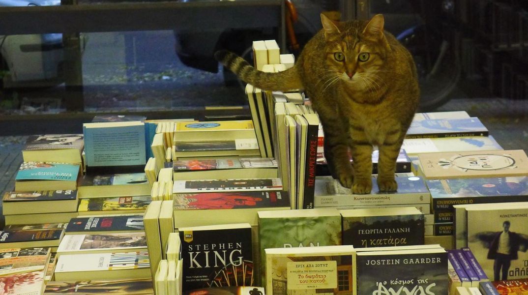 Η Βενέτσια, η γατούλα μασκότ του βιβλιοπωλείου Πλειάδες δεν ζει πια