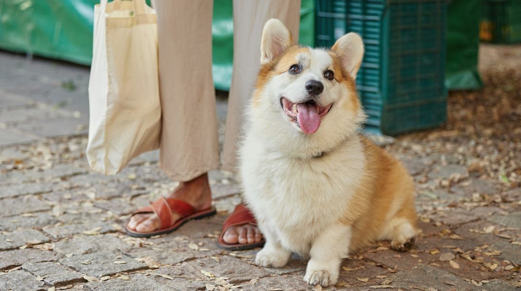 Περιττώματα ζώων στο δρόμο: Mε DNA θα εντοπίζονται οι ιδιοκτήτες στην Ιταλία