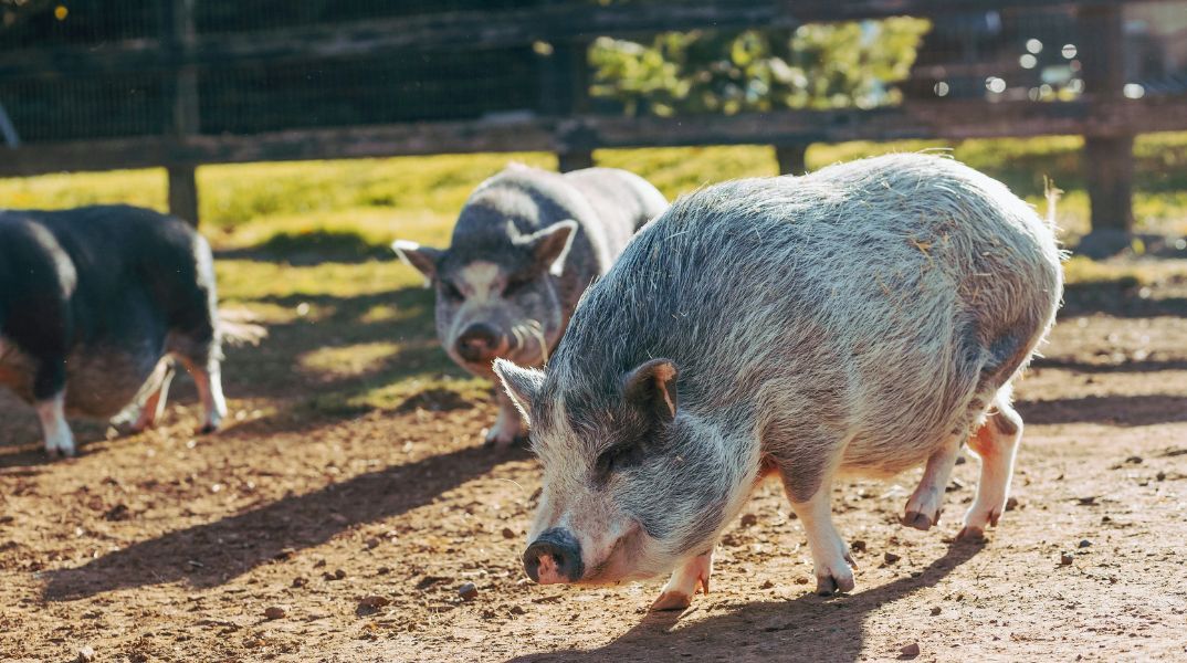 Βρέθηκε κρούσμα αφρικανικής πανώλης των χοίρων στις Σέρρες 