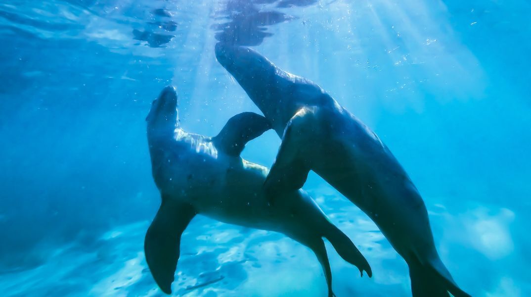 Ηράκλειο: Φώκιες εθεάθησαν στο λιμάνι της πόλης