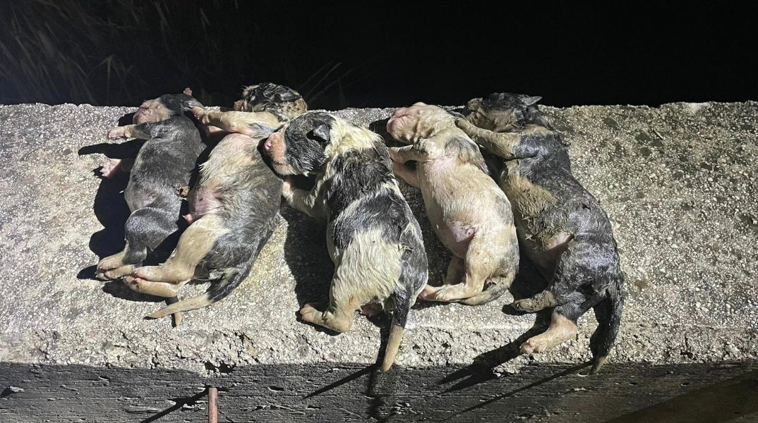 Καρδίτσα: Πυροσβέστης μπήκε στο ποτάμι για να σώσει κουτάβια που βρέθηκαν πεταμένα στα παγωμένα νερά - Νεκρά δύο νεογέννητα.