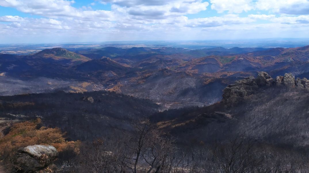 Αλεξανδρούπολη: Μελέτη αποκατάστασης των δασικών οικοσυστημάτων του Έβρου από το WWF Ελλάς - Τι προβλέπει ο οδικός χάρης της αναδάσωσης.
