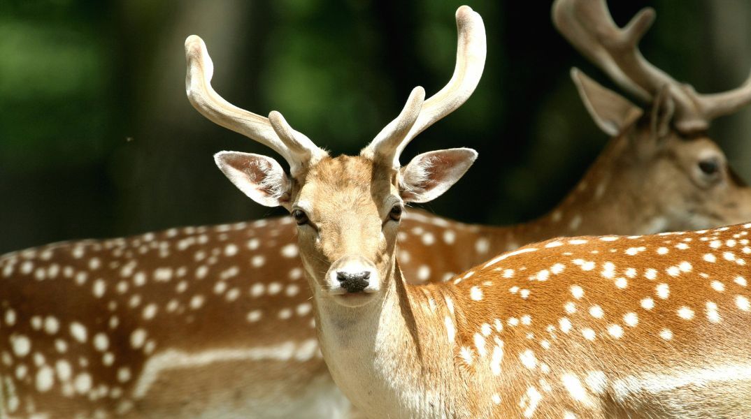 Πέντε πάρκα για τα ελάφια θα γίνουν στο νησί της Ρόδου