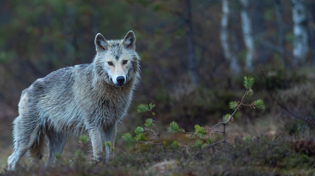 Πτολεμαΐδα: Λύκος έκανε βόλτες στο κέντρο της πόλης - Οδηγός ήρθε πρόσωπο με πρόσωπο με το ζώο