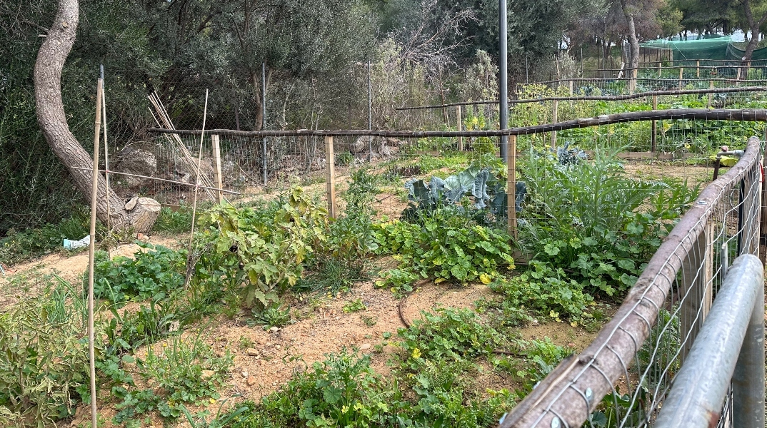 Ένα πρωινό στον κοινωνικό λαχανόκηπο της Πετρούπολης