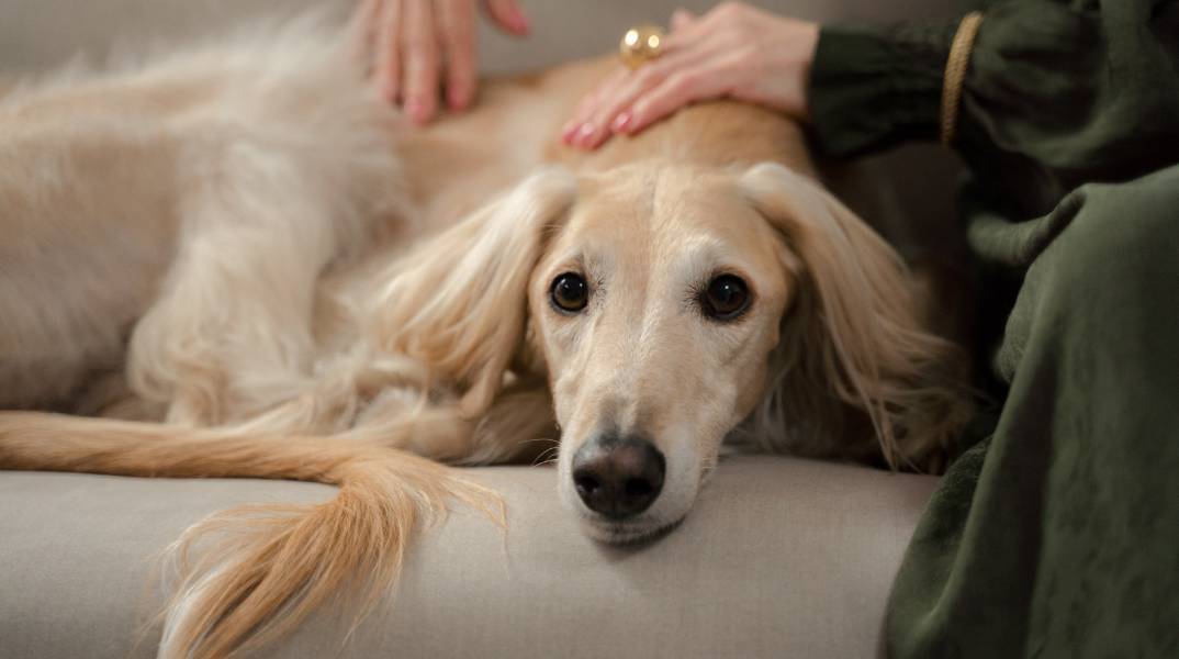 Οστεοαρθρίτιδα: Γιατί πονάει το κατοικίδιό μου;