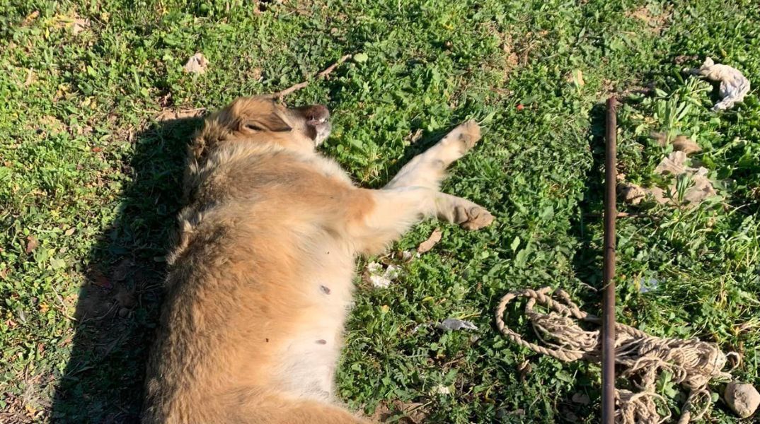 Μέγαρα: Παρέμβαση της εισαγγελέως του Αρείου Πάγου Αναστασίας Μασούρα για τη θανάτωση αδέσποτου σκύλου - Βρέθηκε άγρια κακοποιημένο το νεκρό ζώο. 