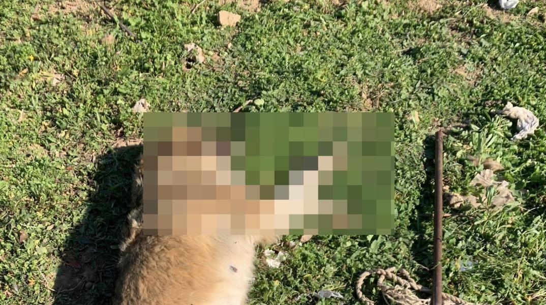 Νεκρή σκυλίτσα μετά την κακοποίηση της στα Μέγαρα