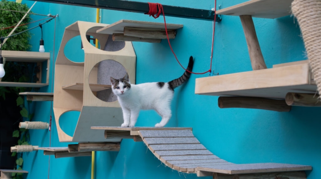 Πού θα πιεις καφέ συντροφιά με πάμπολλες γατούλες (που μπορείς και να υιοθετήσεις);