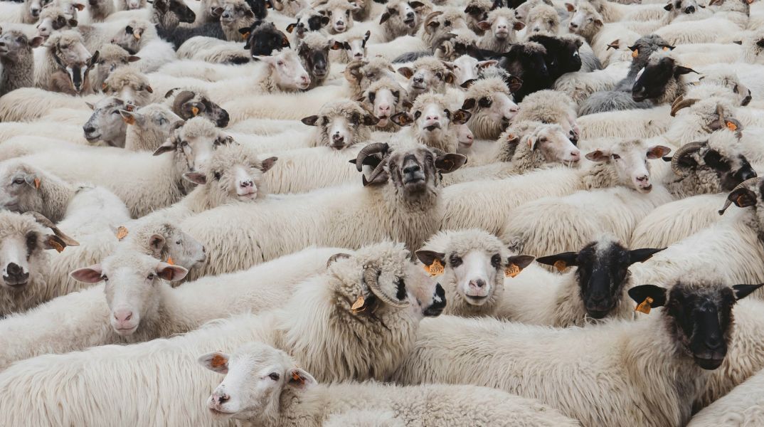 Αυστραλία: Αβοήθητο καράβι με επιβάτες 16000 πρόβατα και βοοειδή