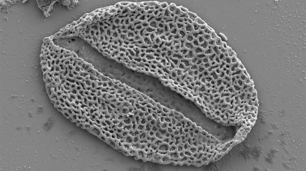 Ένα μόριο απολιθωμένης γύρης από φοίνικα που κάποτε φύτρωνε στην κοιλάδα Bighorn, όπως φαίνεται σε ηλεκτρονικό μικροσκόπιο