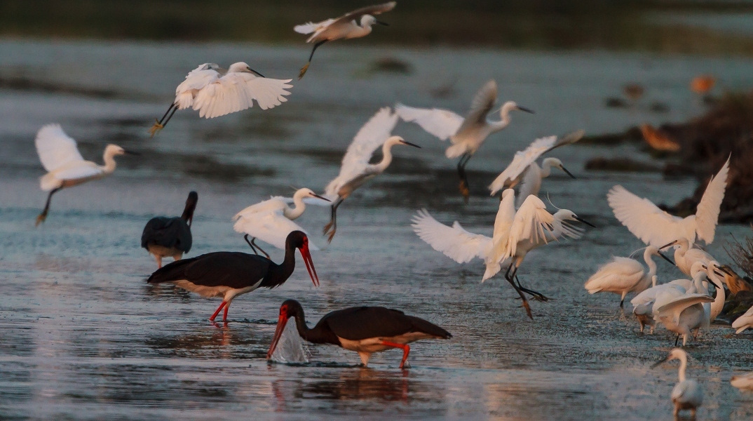 2 Φεβρουαρίου: Παγκόσμια Ημέρα Υγρoτόπων