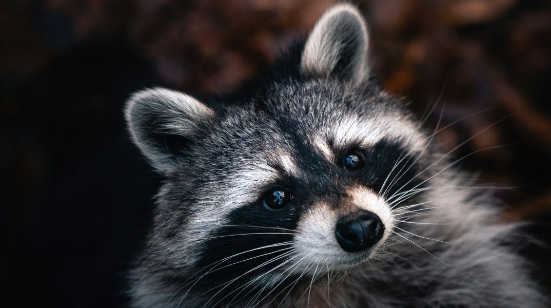 Καναδάς: Ρακούν προκάλεσε διακοπή ηλεκτροδρότησης στο Τορόντο - Εγκλωβίζοντας ανθρώπους σε ασανσέρ και αφήνοντας στο σκοτάδι χιλιάδες νοικοκυριά.