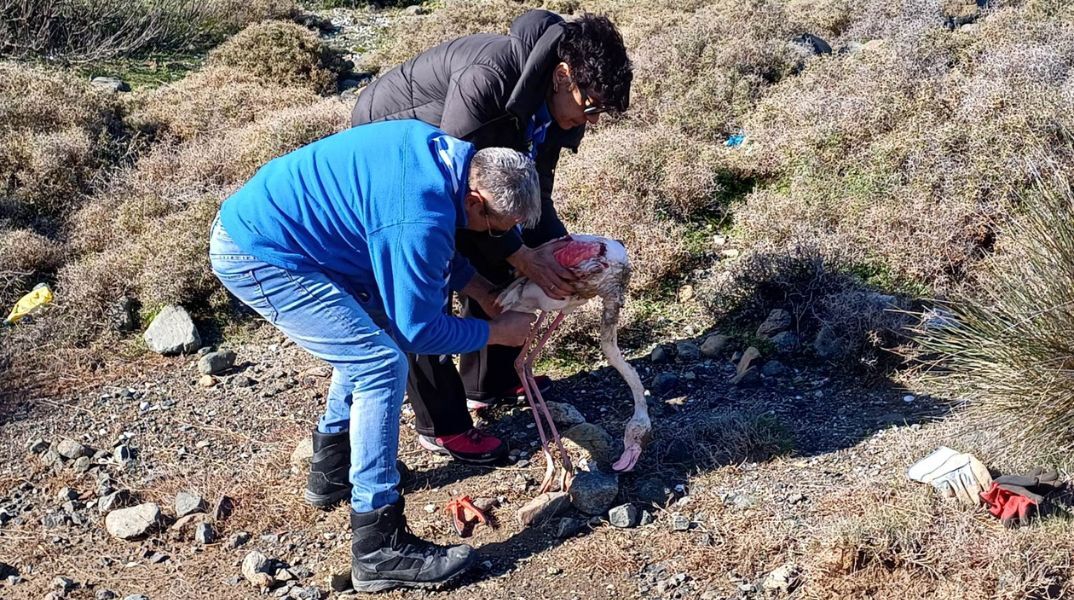 Μυτιλήνη: Οι πρόσκοποι έσωσαν φλαμίνγκο στους υγρότοπους της Λέσβου - Προσφέρθηκαν οι πρώτες βοήθειες και αναγκαία περίθαλψη.