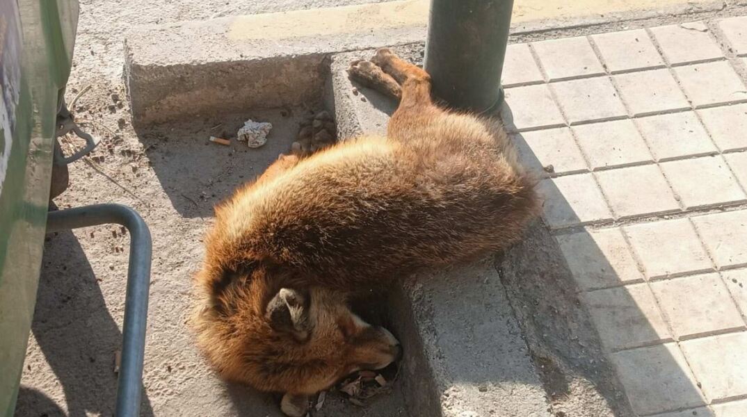 Νεκρή αλεπού δίπλα στα σκουπίδια στην Παραλιακή