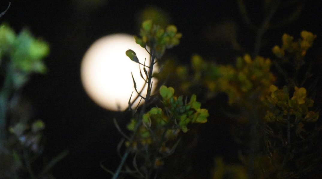 Πανσέληνος πίσω από φυτό