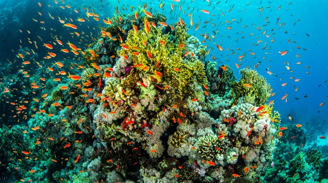  Σωματίδια ρύπων στα κοράλλια της Μεσογείου